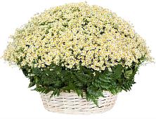 Цветочная композиция из Ромашки в корзине #REPLACE_PRED# Воровсколесской